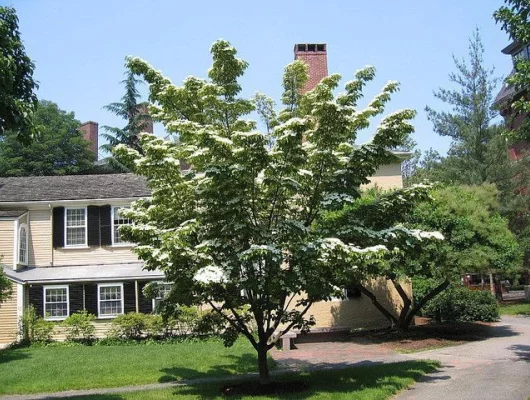 CORNUS kousa 'Chinensis' - Cornouiller à fleurs