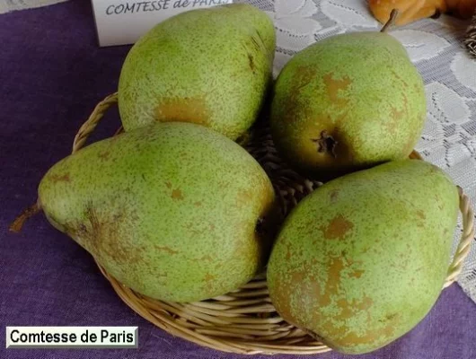 POIRIER 'Comtesse de Paris' - Arbre fruitier