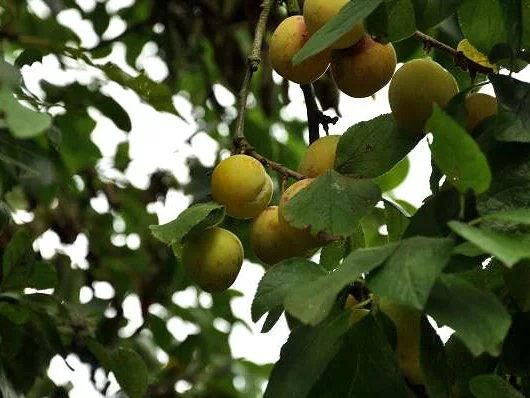 PRUNIER 'Reine Claude d'Oullins' - Arbre fruitier