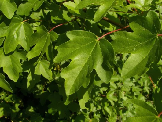 ACER campestre - Erable champêtre