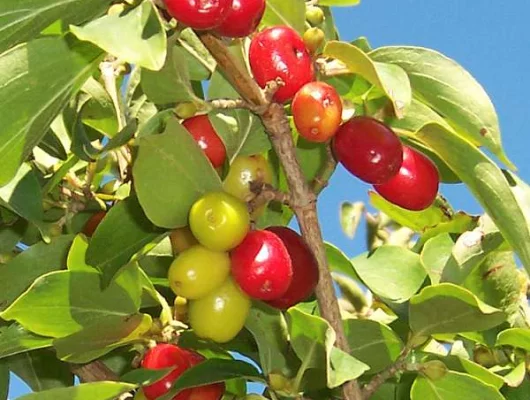 CORNUS mas - Cornouiller mâle