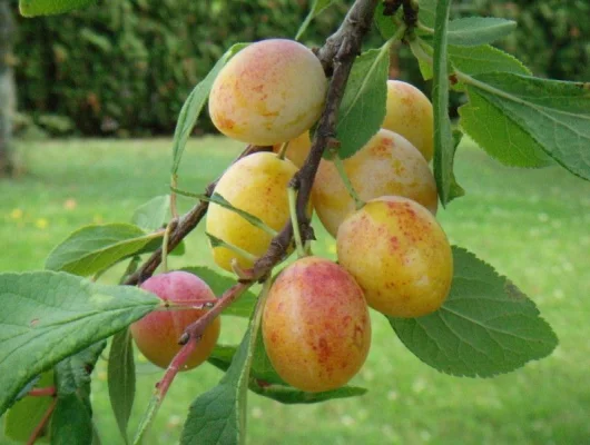 PRUNIER 'Mirabelle de Metz' - Arbre fruitier