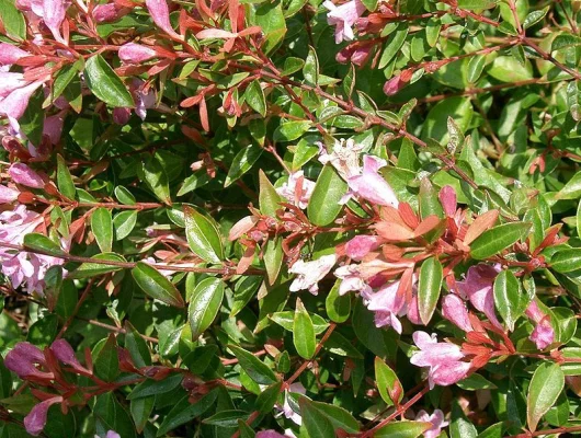 ABELIA grandiflora - Abélia à grandes fleurs