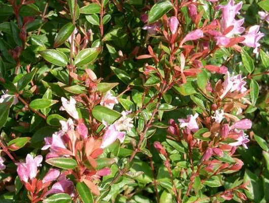 ABELIA 'Edward Goucher' - Abélia à grandes fleurs