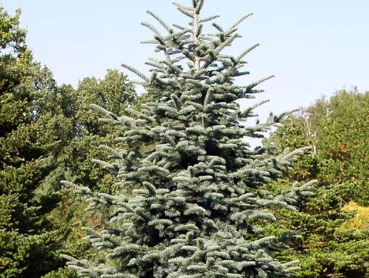 ABIES procera 'Glauca' - Sapin noble argenté