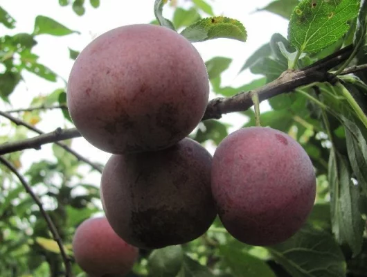 PRUNIER 'Reine 'Claude d'Althan' - Arbre fruitier