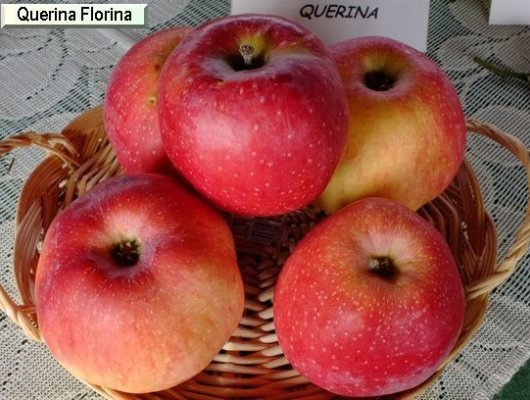 POMMIER 'Querina'® - Arbre fruitier