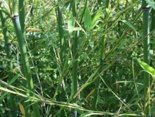 PHYLLOSTACHYS flexuosa - Bambou