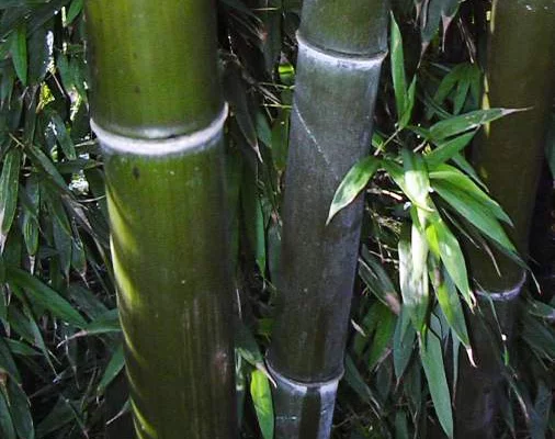 PHYLLOSTACHYS nigra - Bambou noir