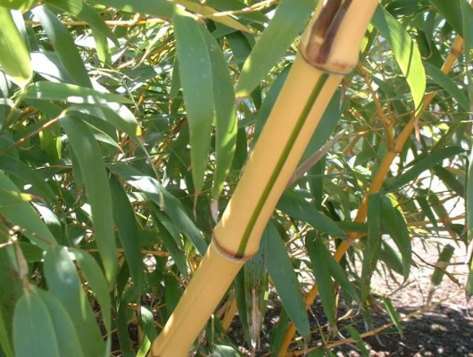 PHYLLOSTACHYS Vivax 'Aureocaulis' - Bambou