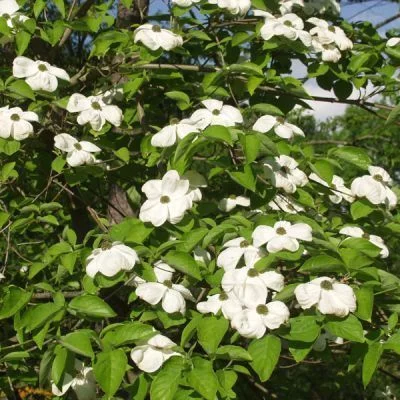 CORNUS nuttallii - Cornouiller à fleurs