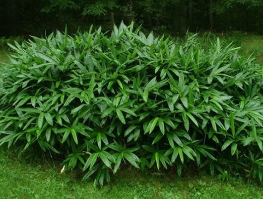 SASA Tsuboiana - Bambou nain