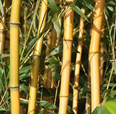 PHYLLOSTACHYS humilis - Bambou