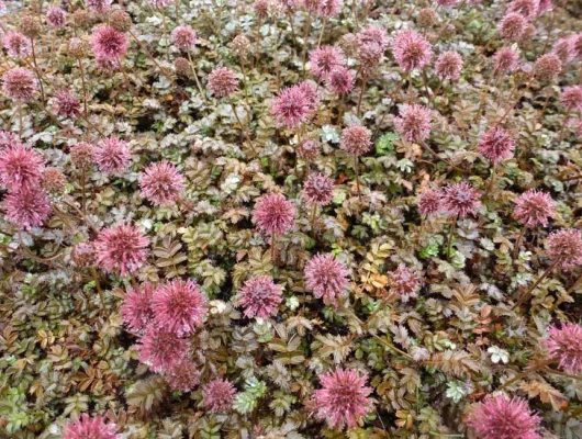 ACAENA microphylla 'Kupferteppich'