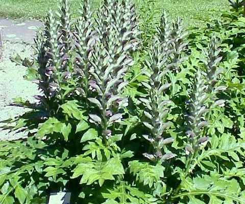 ACANTHUS hungaricus