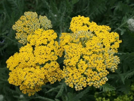 ACHILLEA 'Coronation Gold'