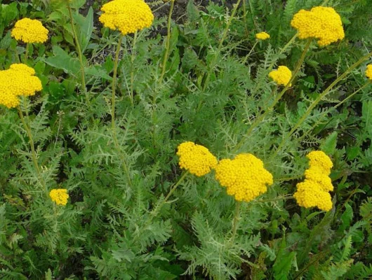 ACHILLEA filipendulina 'Cloth of gold'