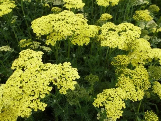 ACHILLEA filipendulina 'Credo' - Achillée 'Credo'