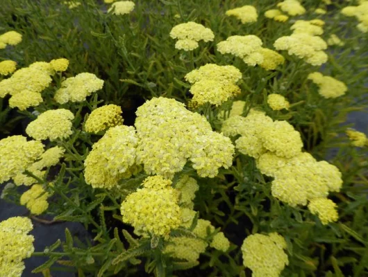 ACHILLEA 'Taygetea'