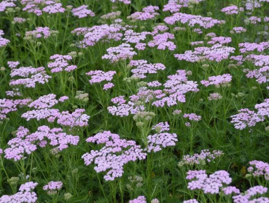 ACHILLEA millefolium 'Lilac Beauty'