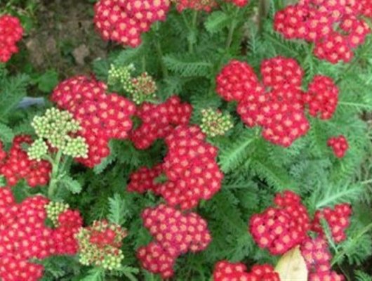 ACHILLEA millefolium 'Red Velvet' - Achillée