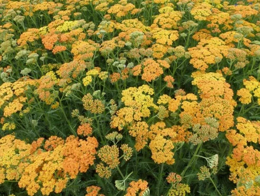 ACHILLEA millefolium 'Terra Cotta'