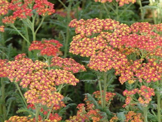 ACHILLEA filipendulina 'Walter Funcke'