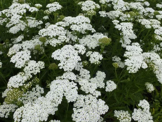 ACHILLEA millefolium 'Weisses Wunder' - Achillée