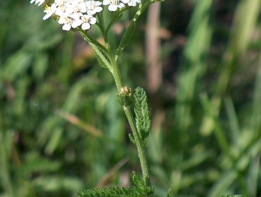 ACHILLEA millefolium - Achillée