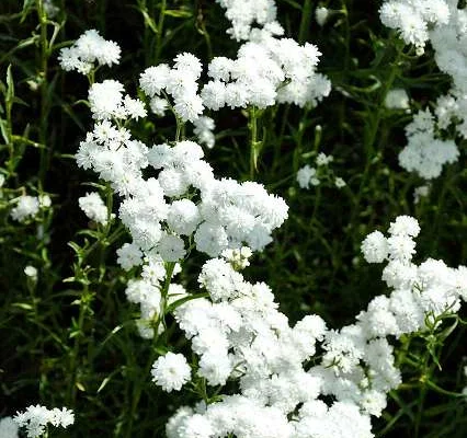 ACHILLEA ptarmica 'The Pearl' - Achillée, Bouton d'argent