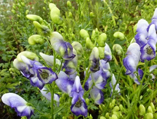 ACONITUM cammarum 'Bicolor'