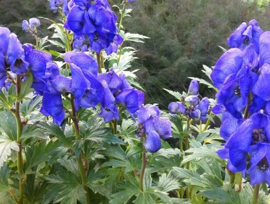 ACONITUM carmichaelii 'Arendsii'