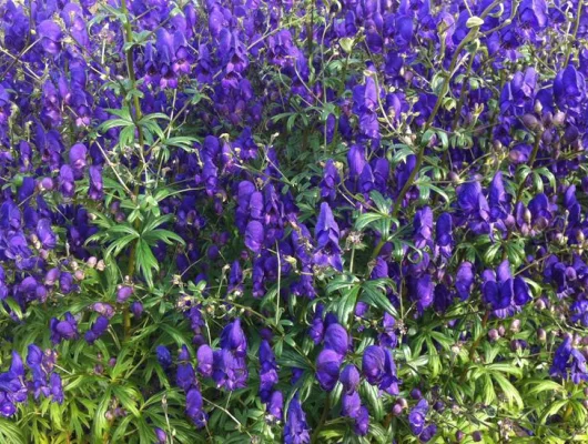 ACONITUM henryi 'Spark's Variety' - Aconit