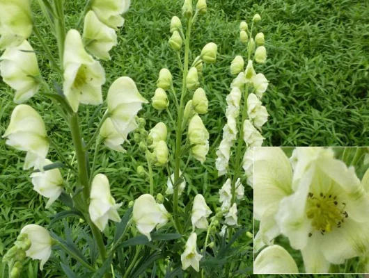 ACONITUM napellus 'Schneewittchen' - Aconit