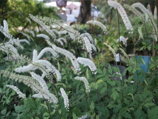 ACTAEA ACERINA/ CIMICIFUGA japonica - Cierge d'argent