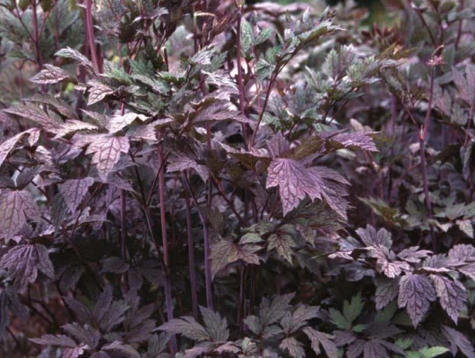 ACTAEA simplex 'Atropurpurea' - Cierge d'argent