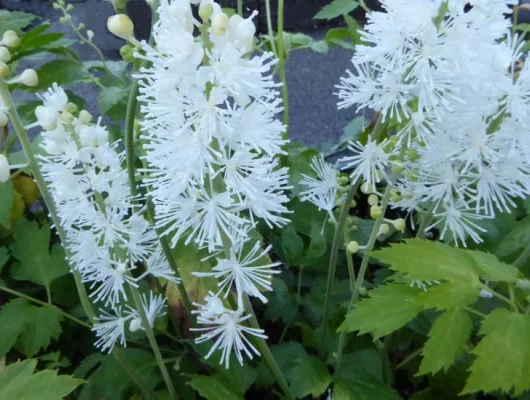 ACTAEA simplex 'White Pearl' / CIMICIFUGA 'White Pearl' - Cierge d'argent