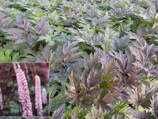 ACTAEA simplex 'Pink Spike' / CIMICIFUGA 'Pink Spike' - Cierge d'argent