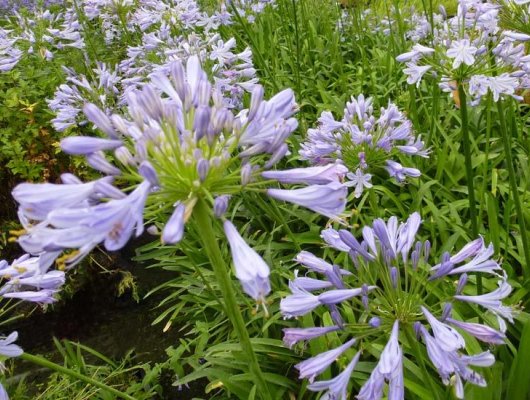 AGAPANTHUS 'Blue Triumphator' - Agapanthe à fleurs bleues