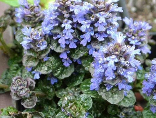 AJUGA pyramidalis 'Metallica Crispa' - Bugle pyramidalis