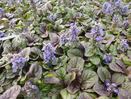 AJUGA reptans 'Catlin's Giant' - Bugle rampant