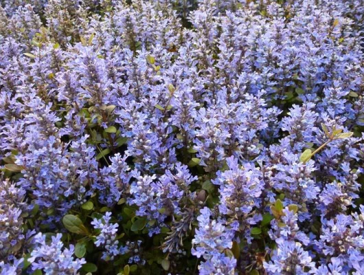 AJUGA reptans 'Chocolate Chip'