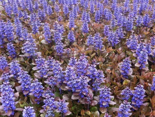 AJUGA reptans 'Multicolor' - Bugle rampant