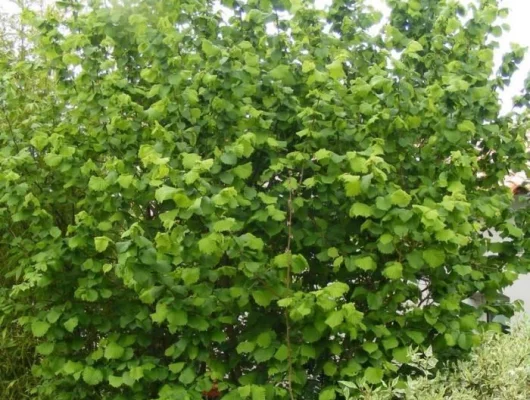 CORYLUS avellana - Noisetier commun