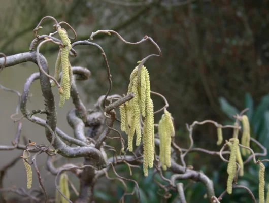 CORYLUS avellana 'Contorta' - Noisetier tortueux 'Contorta'