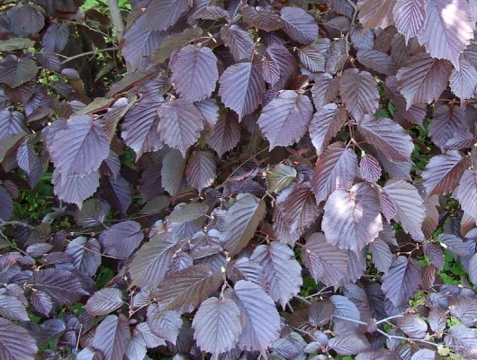 CORYLUS avellana 'Maxima Purpurea' - Noisetier pourpre