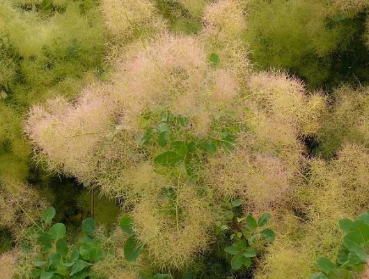 COTINUS coggygria - Arbre à perruques