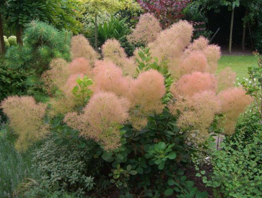 COTINUS coggygria 'Young Lady' - Arbre à perruques nain