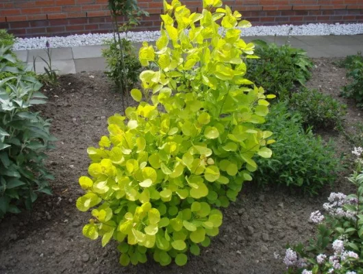 COTINUS coggygria 'Golden Spirit' - Arbre à perruques dorée