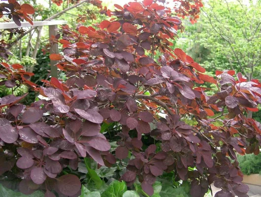 COTINUS coggygria 'Royal Purple' - Arbre à perruques rouge